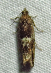 Chimoptesis gerulae