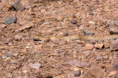 Crotalus willardi willardi