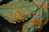 Mock Strawberry Rust - Photo (c) bjoerns, some rights reserved (CC BY-SA), uploaded by bjoerns
