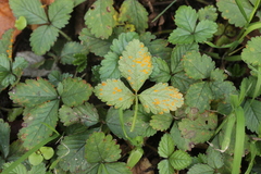 Phragmidium mexicanum