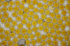 Phragmidium mexicanum