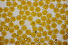 Phragmidium mexicanum