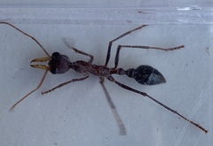 Myrmecia vindex