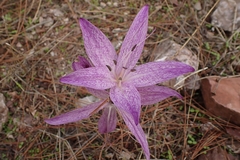 Colchicum variegatum
