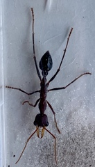 Myrmecia vindex