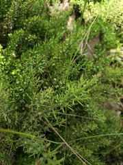 Colletia hystrix