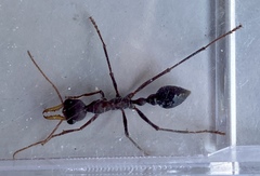Myrmecia vindex