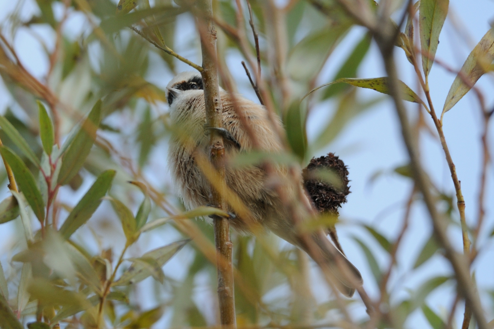 Eurasian Penduline Tit