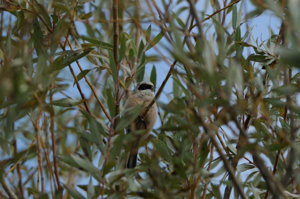 Eurasian Penduline Tit