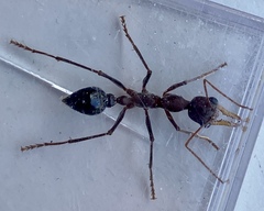 Myrmecia vindex