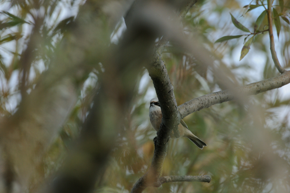 Eurasian Penduline Tit