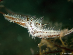 Lomanotus vermiformis