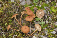 Basidiomycota