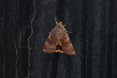 Noctua janthina