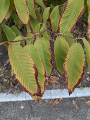 Acer carpinifolium