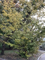 Acer carpinifolium