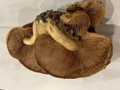 Pholiota cerifera