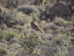Certhilauda subcoronata