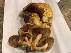 Pholiota cerifera