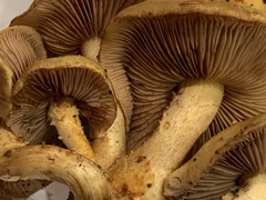 Pholiota cerifera