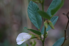 Clitoria
