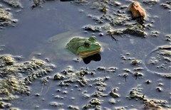 Euphlyctis hexadactyla