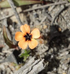 Drosera platystigma