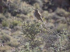 Certhilauda subcoronata