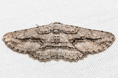 Iridopsis obliquaria