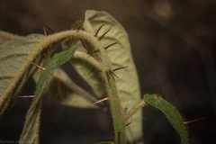 Solanum stelligerum