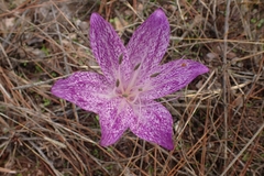 Colchicum variegatum