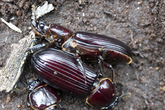 Pharochilus rugiceps