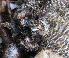 Strix rufipes sanborni