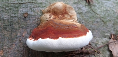 Ganoderma adspersum