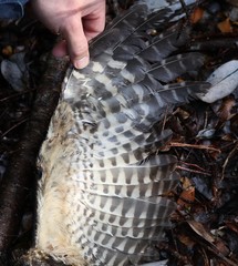 Strix rufipes sanborni