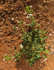 Cleome gynandra image