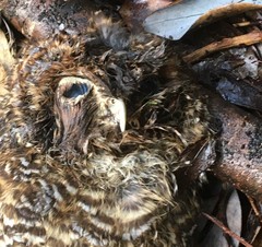 Strix rufipes sanborni