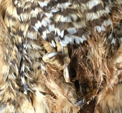 Strix rufipes sanborni