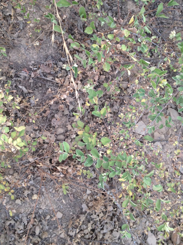 iNaturalist observation photo of garden snowberry