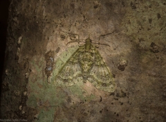 Tympanota perophora