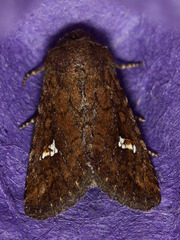 Tricholita fistula