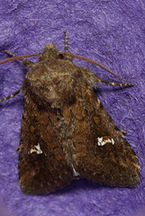 Tricholita fistula