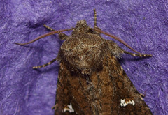 Tricholita fistula
