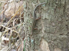 Sphenomorphus sanctus