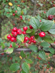 Cotoneaster wardii