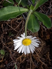 Bellis sylvestris