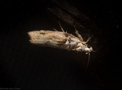 Lichenaula phloeochroa