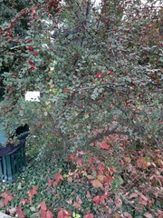 Cotoneaster wardii