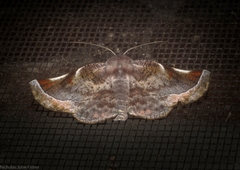 Oenochroma turneri