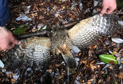 Strix rufipes sanborni